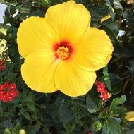 bright yellow hibiscus on a large bush close-up