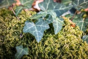 green plant on green moss