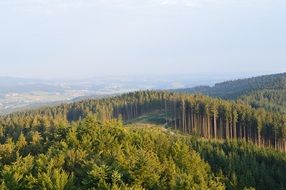 coniferous forest view in austria