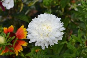 beautiful flowers in the botanical garden of Vladivostok