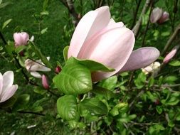 pleasant pink flower in a garden