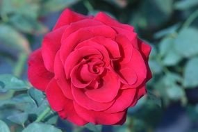 scarlet rose on a background of dark green leaves