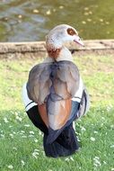 egyptian goose near the water close-up