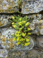 the plant grows among the stone wall