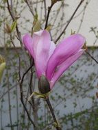 pink magnolia as an ornamental plant