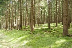 mighty trees in a green forest
