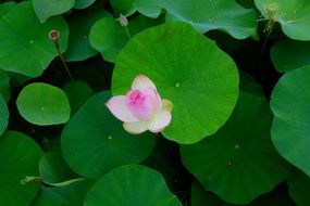 small pink lotus among green leaves