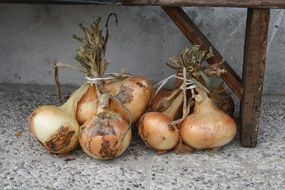 bunches of onions under the bench