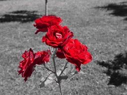 picture of red roses with color splash effect