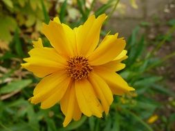 yellow flower blossom close-up