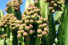 Canary seeds
