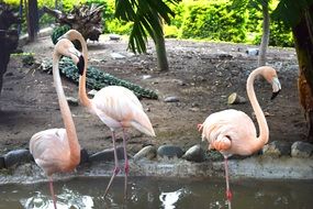 three Flamingoes on pond in zoo, Turkey