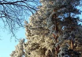 frosty forest in the sunlight