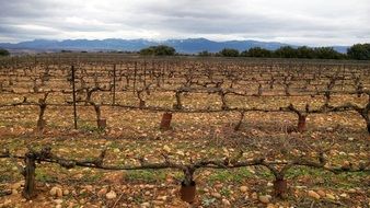 Vineyard agriculture winter