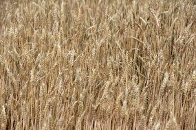 farm barley field