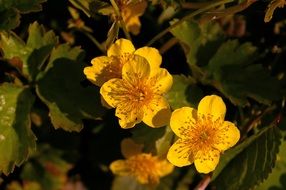 Waldsteinia, yellow flowers and green leaves