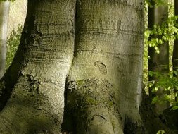 tree trunk in the sun