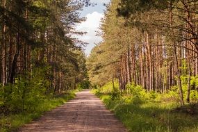 photo of the forest at sunny day