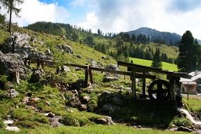 Austria Mountain pine trees