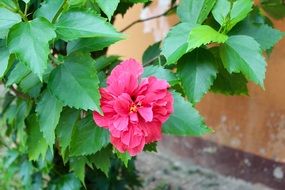 green bush of a wild orchid with a pink flower