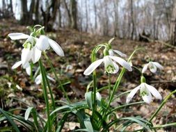gentle spring snowdrops close-up on blurred background