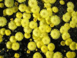 cute yellow pigface flowers