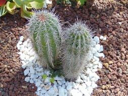two cacti as representatives of the flora