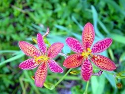 dotted purple lily flowers