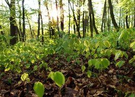 green young trees in the forest