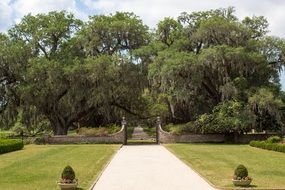 oaks in the park