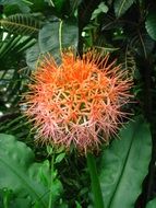 Haemanthus, orange fluffy tropical flower