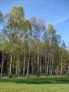 distant view of birch forest in spring