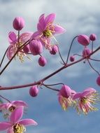 pink buds on a garden tree in spring