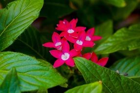 bright small flowers among green leaves close-up