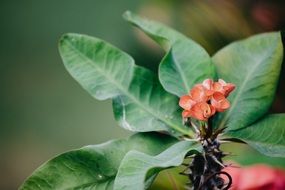 plant with large oblong leaves