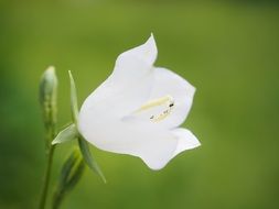 white balloon flower
