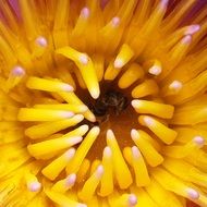 yellow flower plant macro photo