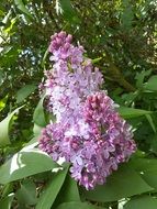 Pink Lilac flowera