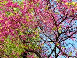 tree with pink flowers