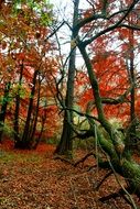 colorful Autumn Forest Red Leaves