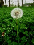 Wild white dandelion flower