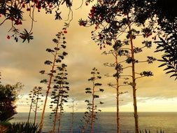 tall inflorescences of Agaves at evening sky