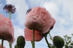 Poppy Salmon flower