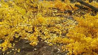 fallen cut trees with golden foliage