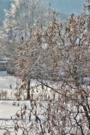 Snowy Pasture