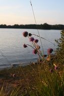 Lake bank evening view