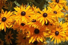 black eyed susan on the flowerbed