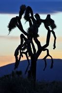 desert tree silhouette