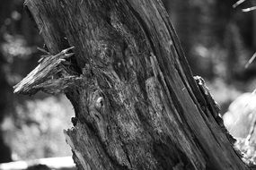 broken tree in black and white image
