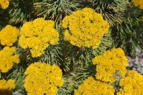 south african flower
